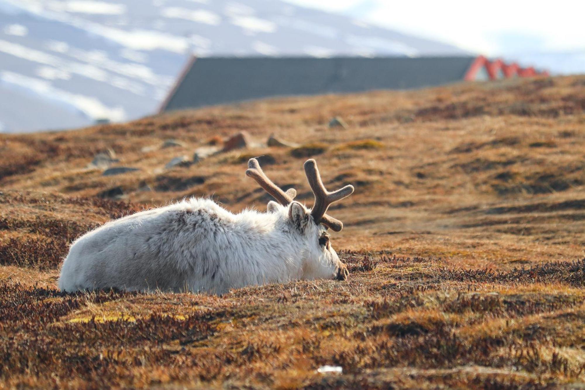 Radisson Blu Polar Hotel, Spitsbergen Longyearbyen Dış mekan fotoğraf